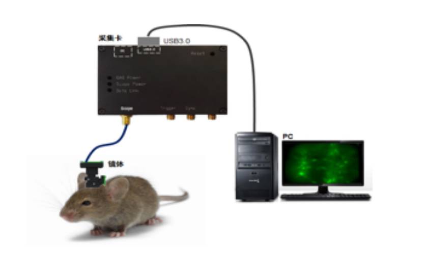 Miniscope imaging system & automatic focus